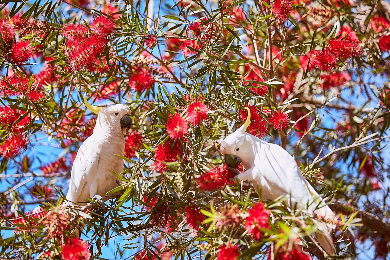 Lorne Foreshore Caravan Park Hotel Buitenkant foto